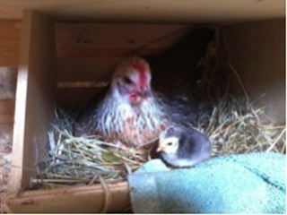 nova and first chick